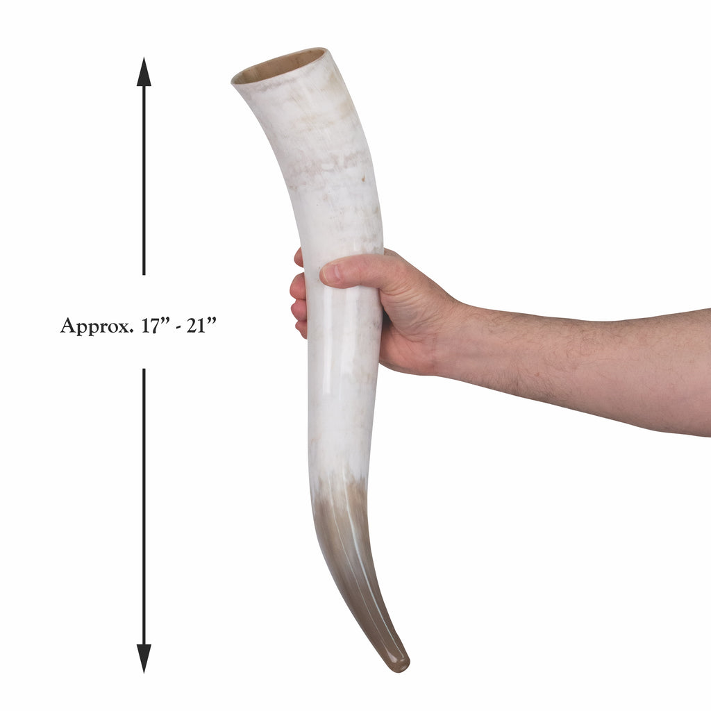 Loki's Oversized Viking Drinking Horn Size Comparison